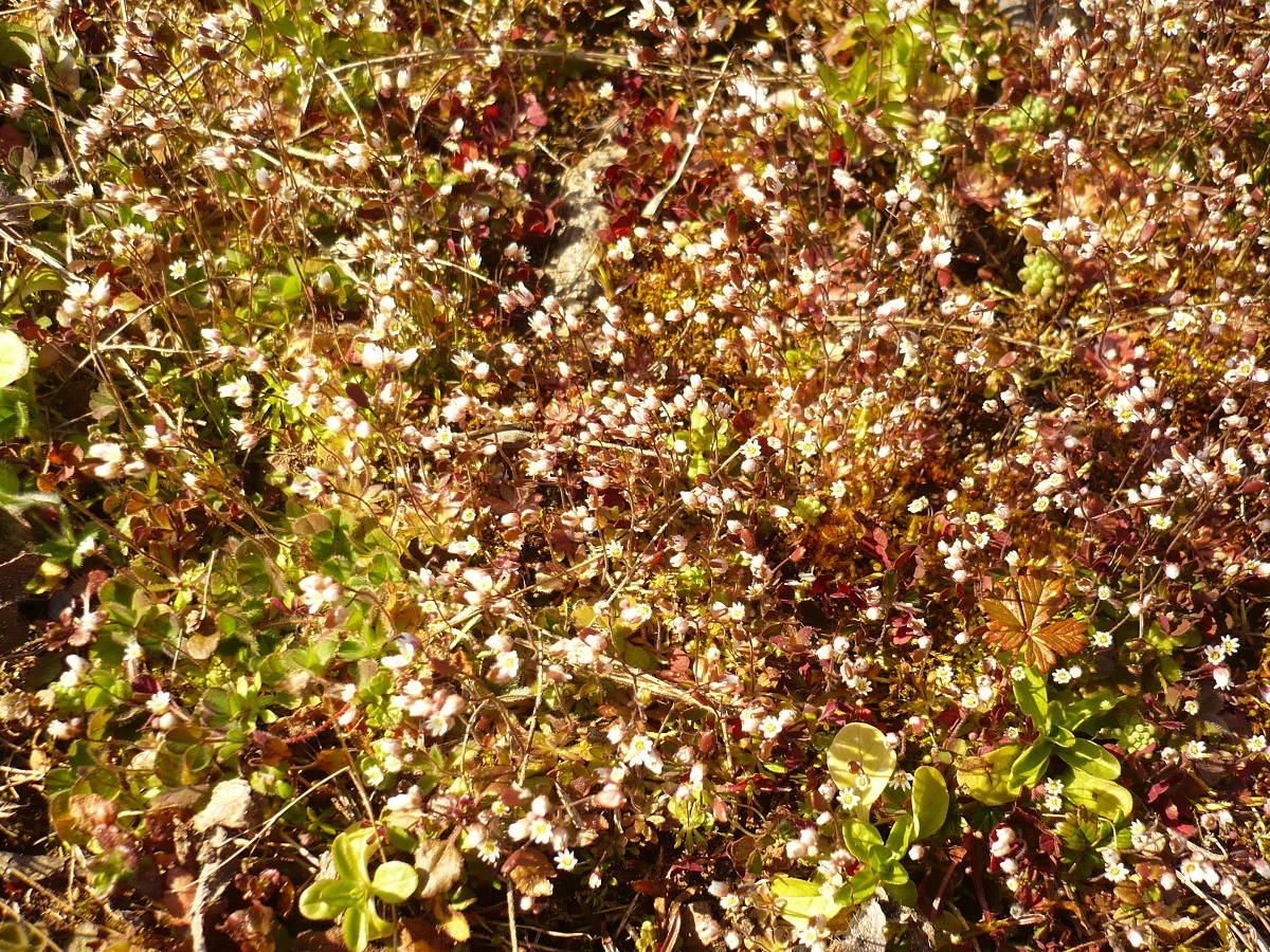 Erophila spathulata (Brassicaceae)